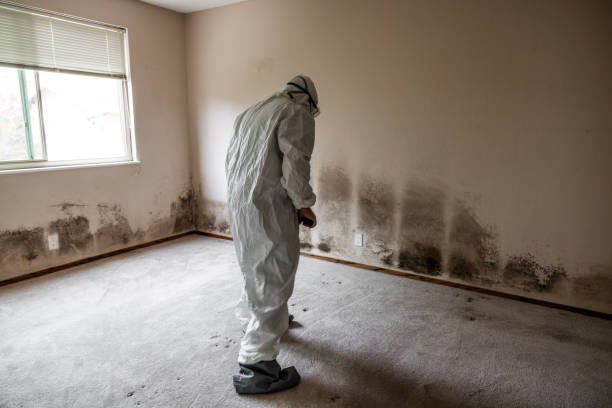 Best Mold Removal for HVAC Installations  in Emah, OK